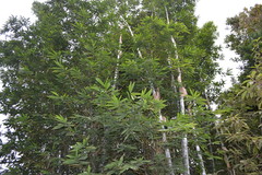 Bambusa oldhamii