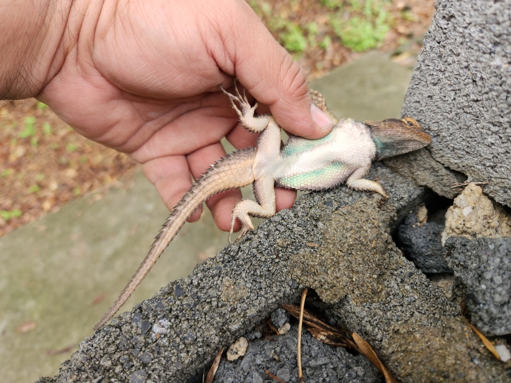 April Lizard Blue Spiny Lizard in April 2023 by MiltonRuiz · iNaturalist