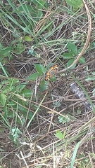 Phyciodes phaon