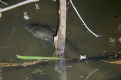 Pacific Shortfinned Eel photo 3