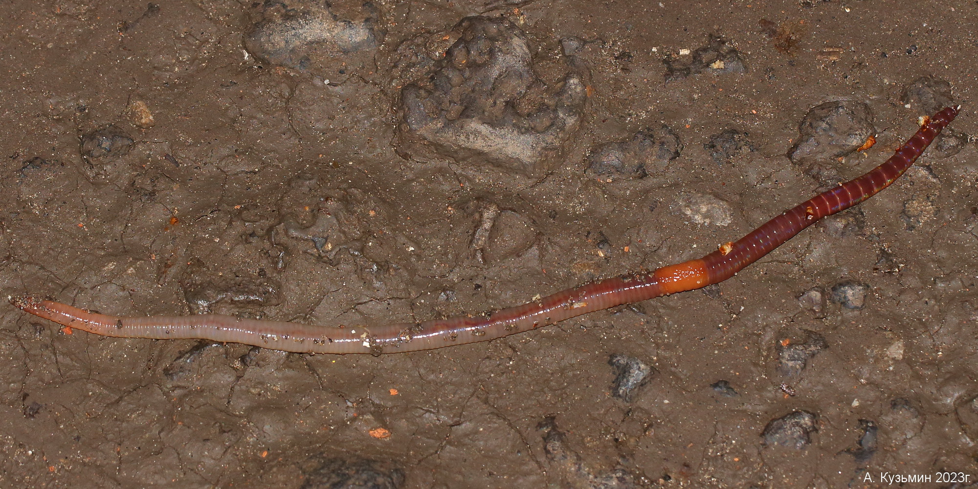 Обыкновенный Дождевой Червь (Lumbricus terrestris)