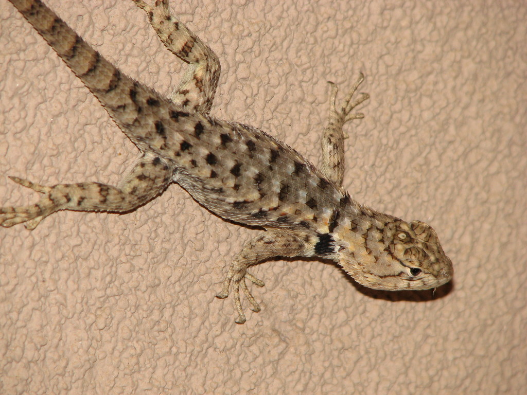 Desert Spiny Lizard Reptiles Of Cochise County INaturalist