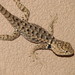 Desert Spiny Lizard - Photo (c) Joseph j7uy5, some rights reserved (CC BY-NC-SA)