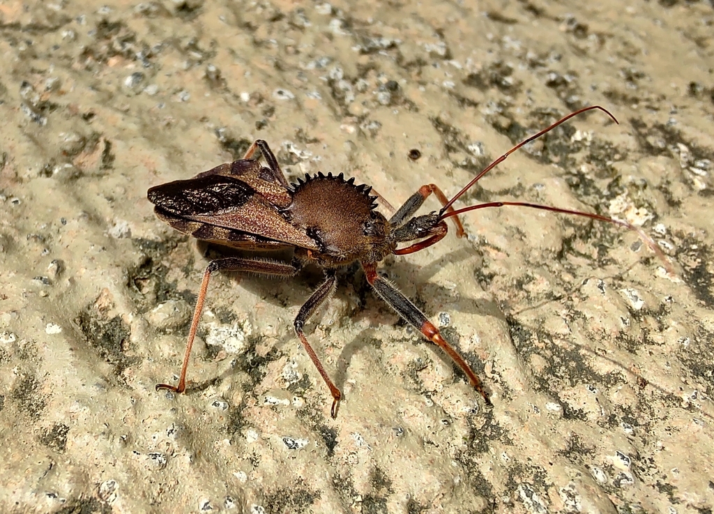 Arilus carinatus