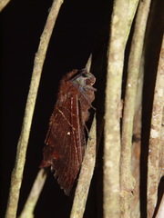 Prorifrons angustipennis