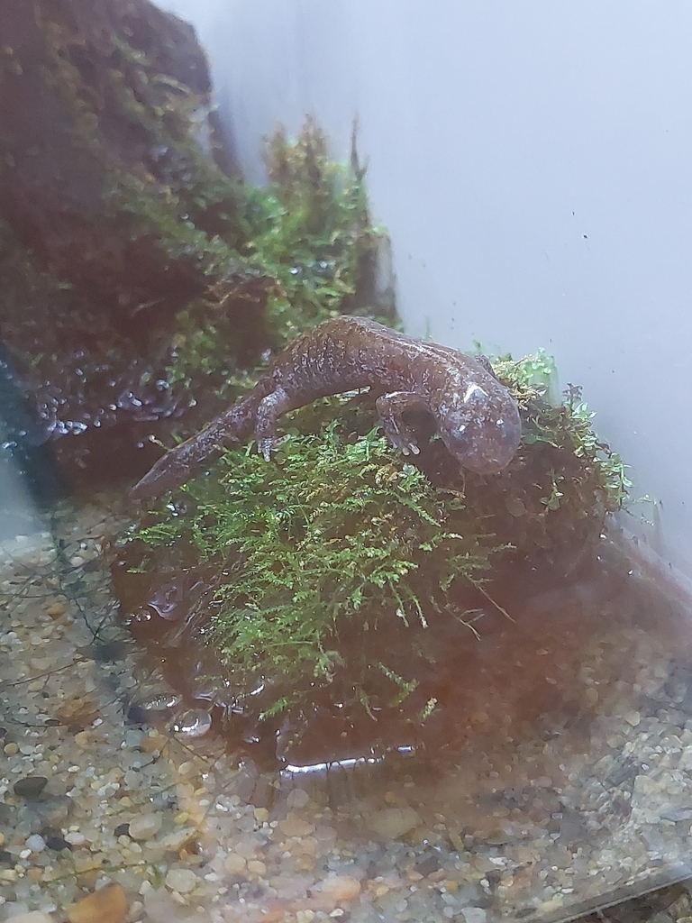Yamato Salamander