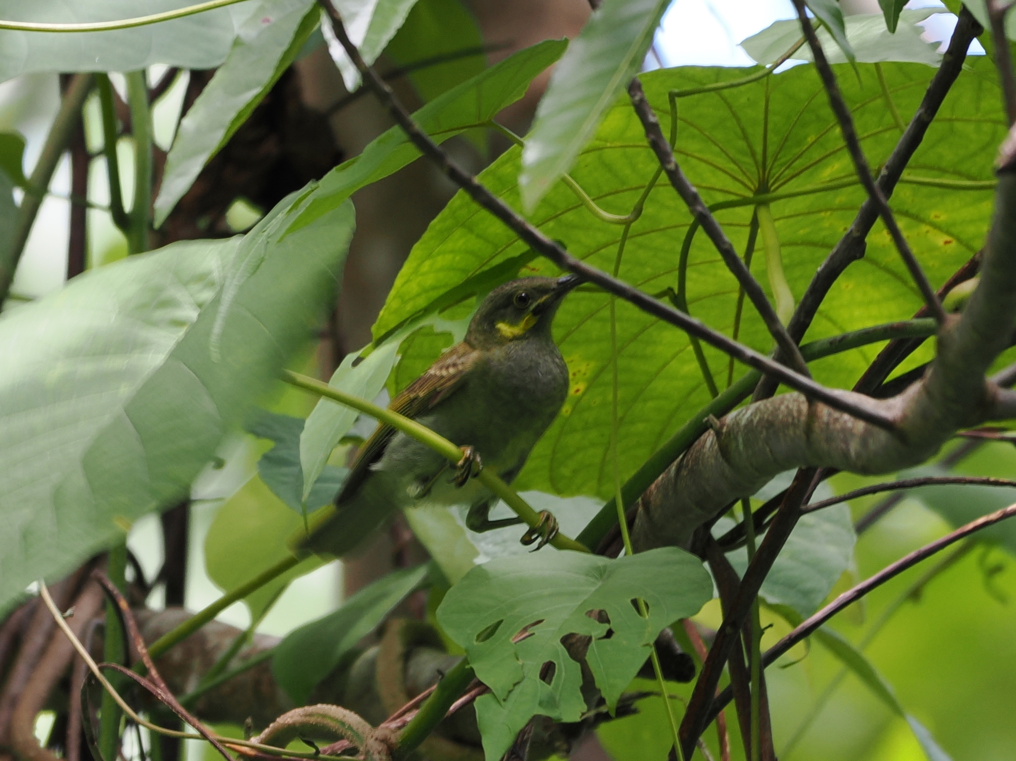 Polynesian Wattled Honeyeater (Foulehaio carunculatus), photo 3