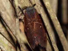 Prorifrons angustipennis