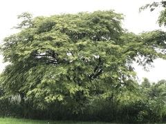 Enterolobium cyclocarpum