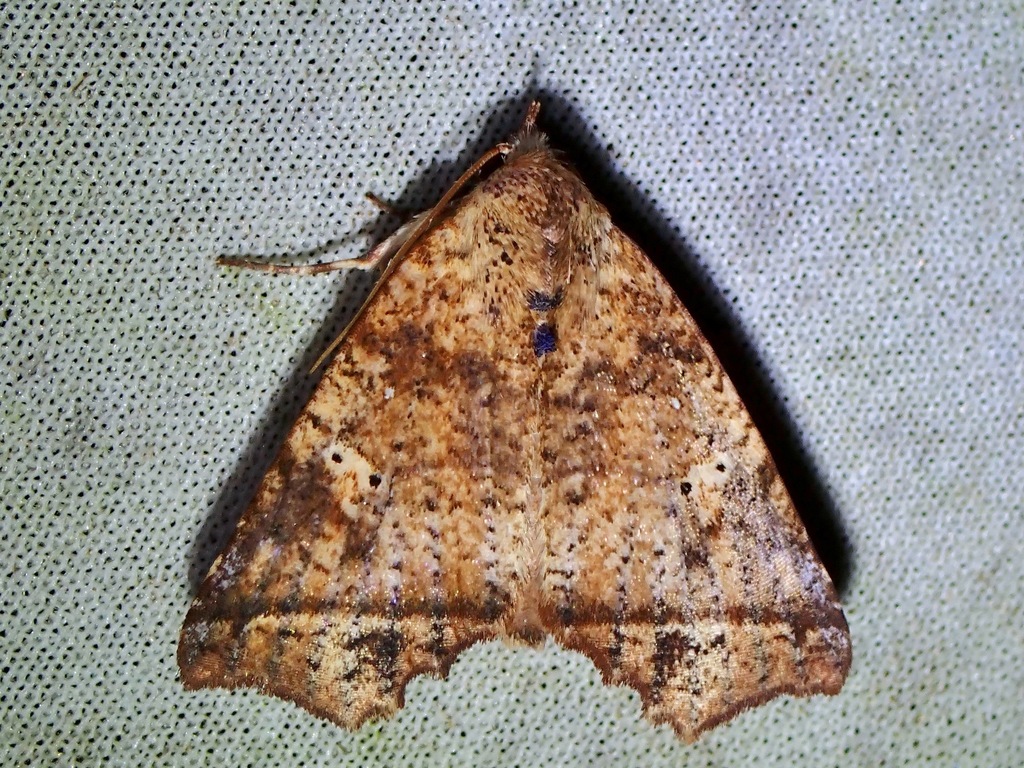 Lineopalpa