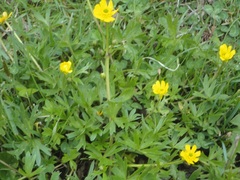 Ranunculus peduncularis