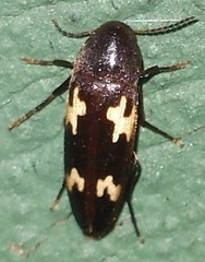 Dircaea liturata