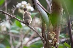 Buff-Rumped Thornbill photo 3