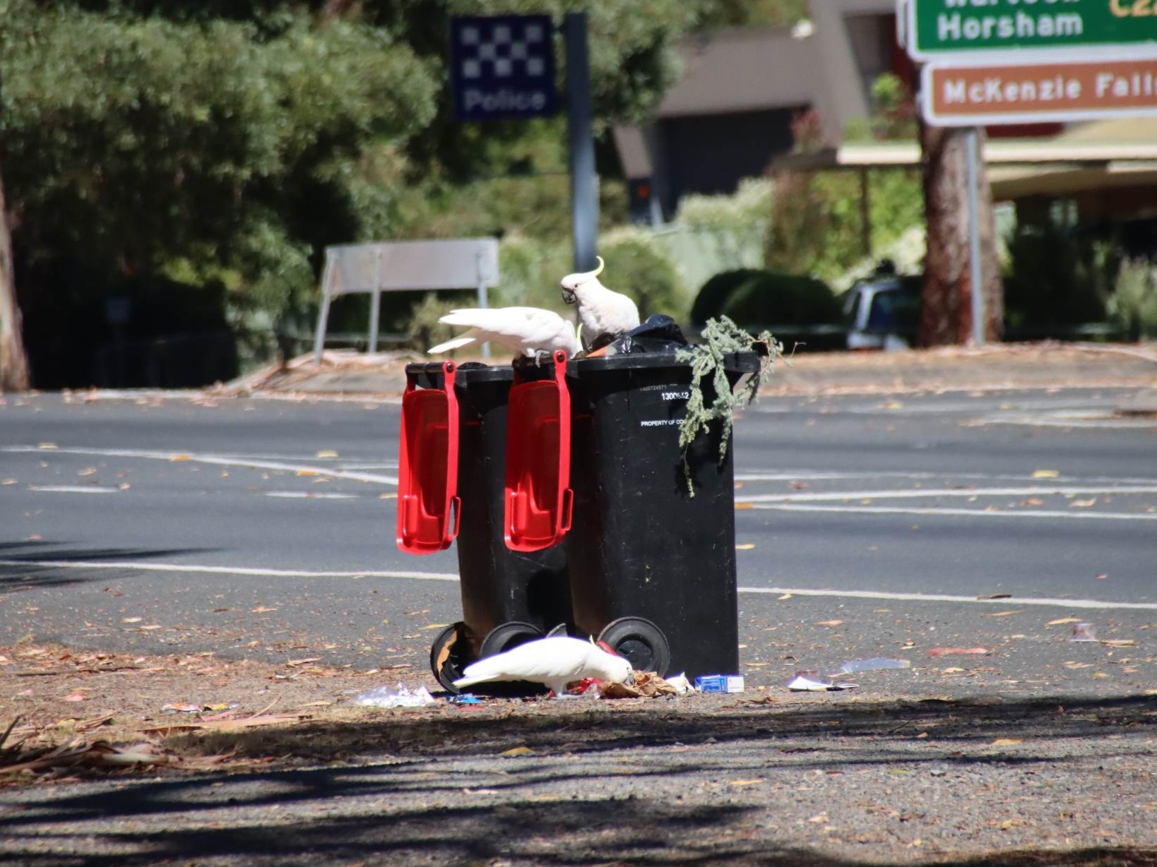 Three Sulphur-crested Cockatoos are rummaging through two black garbage bins with red lids, looking for people-food scraps.