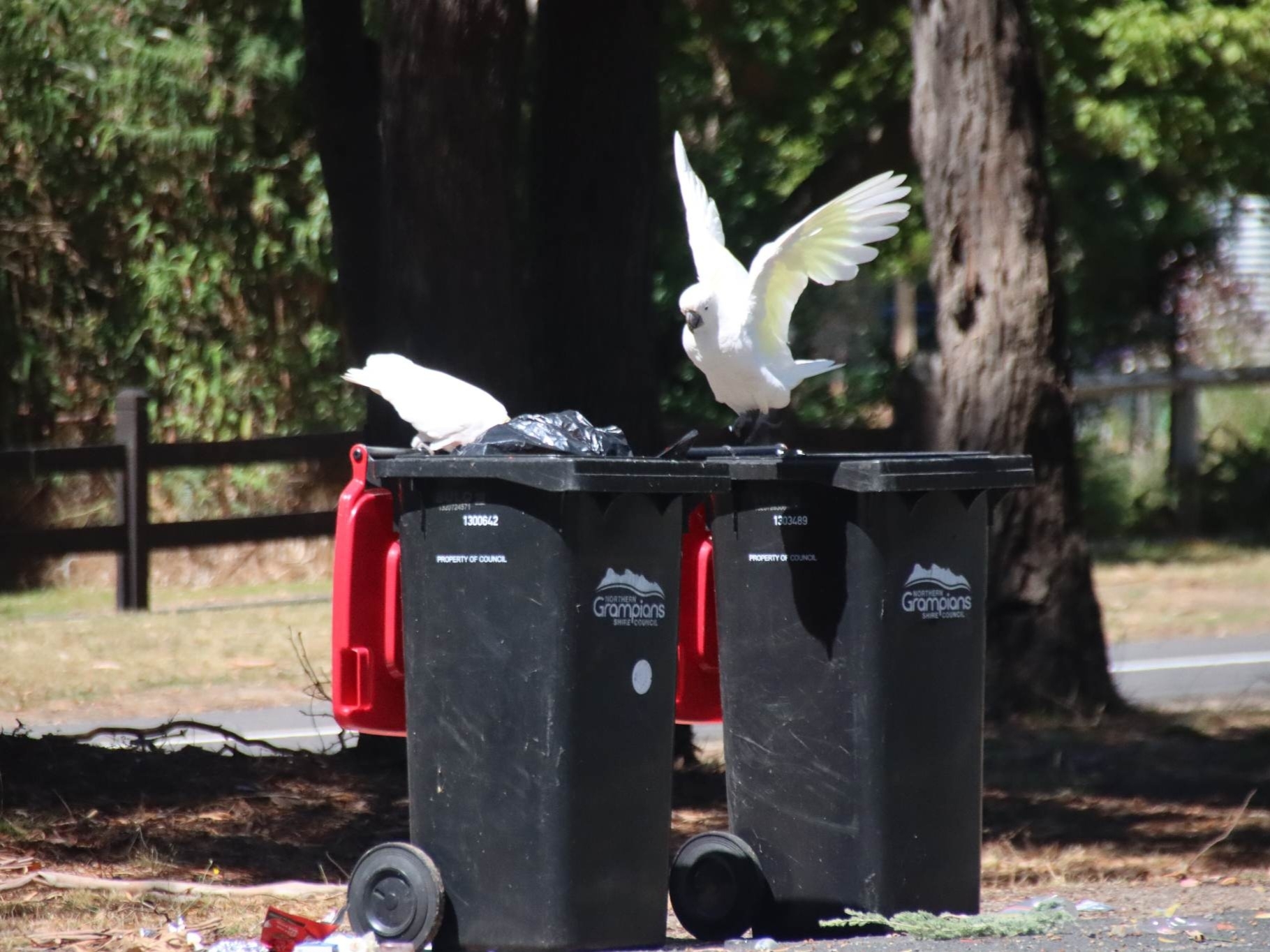 One Sulphur-crested Cockatoo has its head buried in a trash bin, while the second bird leaps excitedly with its white wings spread—it spots something tasty.