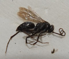 Agenioideus