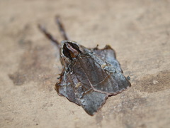 Desmoloma