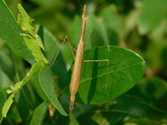 Bistanta mexicana