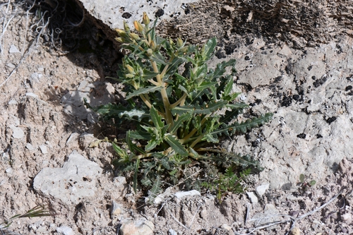Image of Mentzelia oreophila by (c) Darrin Gobble, some rights reserved (CC BY)