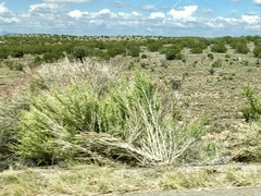 Brickellia laciniata