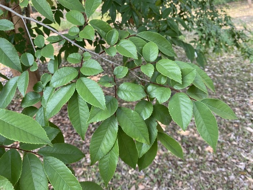 Ulmus lanceifolia