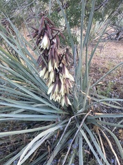 Yucca baccata