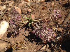 Ledebouria revoluta