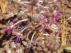 Ledebouria revoluta