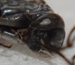Agenioideus