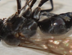 Agenioideus