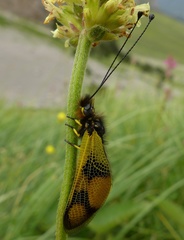 Libelloides macaronius