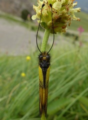 Libelloides macaronius