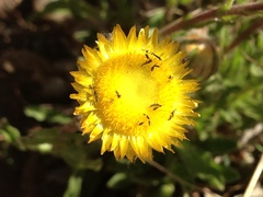 Helichrysum aureum