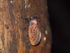 Edebessa nigropuncta