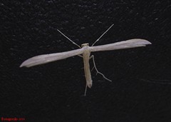 Hellinsia homodactylus