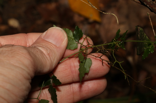 Image of Jasminum singuliflorum by (c) Greg Tasney, some rights reserved (CC BY-SA)