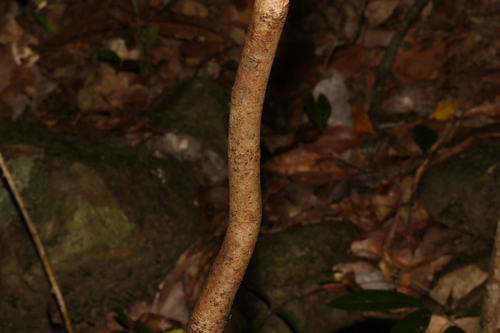 Image of Syzygium francisii by (c) Greg Tasney, some rights reserved (CC BY-SA)