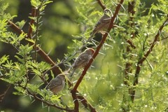 Amadina erythrocephala