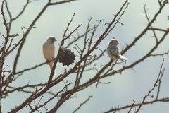 Crithagra atrogularis