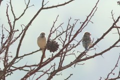 Crithagra atrogularis