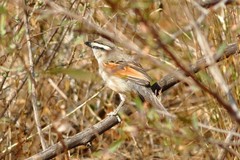 Tchagra australis