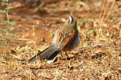 Tchagra australis
