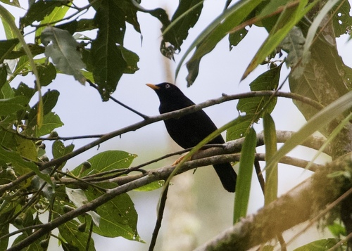 Pale-eyed Thrush (Turdus leucops), photo 4