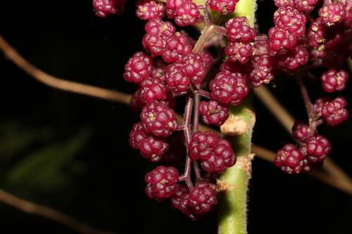 Dendrocnide