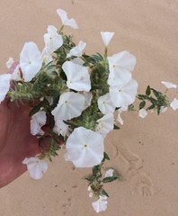 Euploca convolvulacea