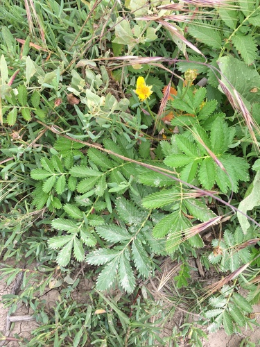 Pacific silverweed (Argentina pacifica)