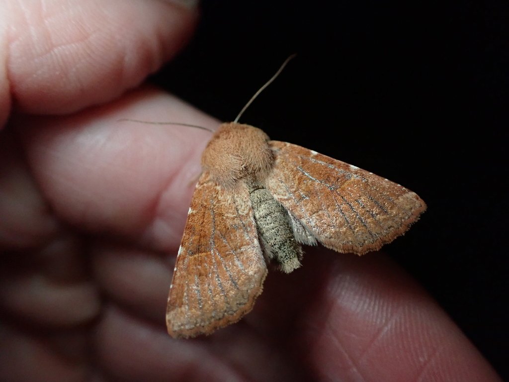 Orthosia ferrigera