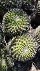 Mammillaria karwinskiana
