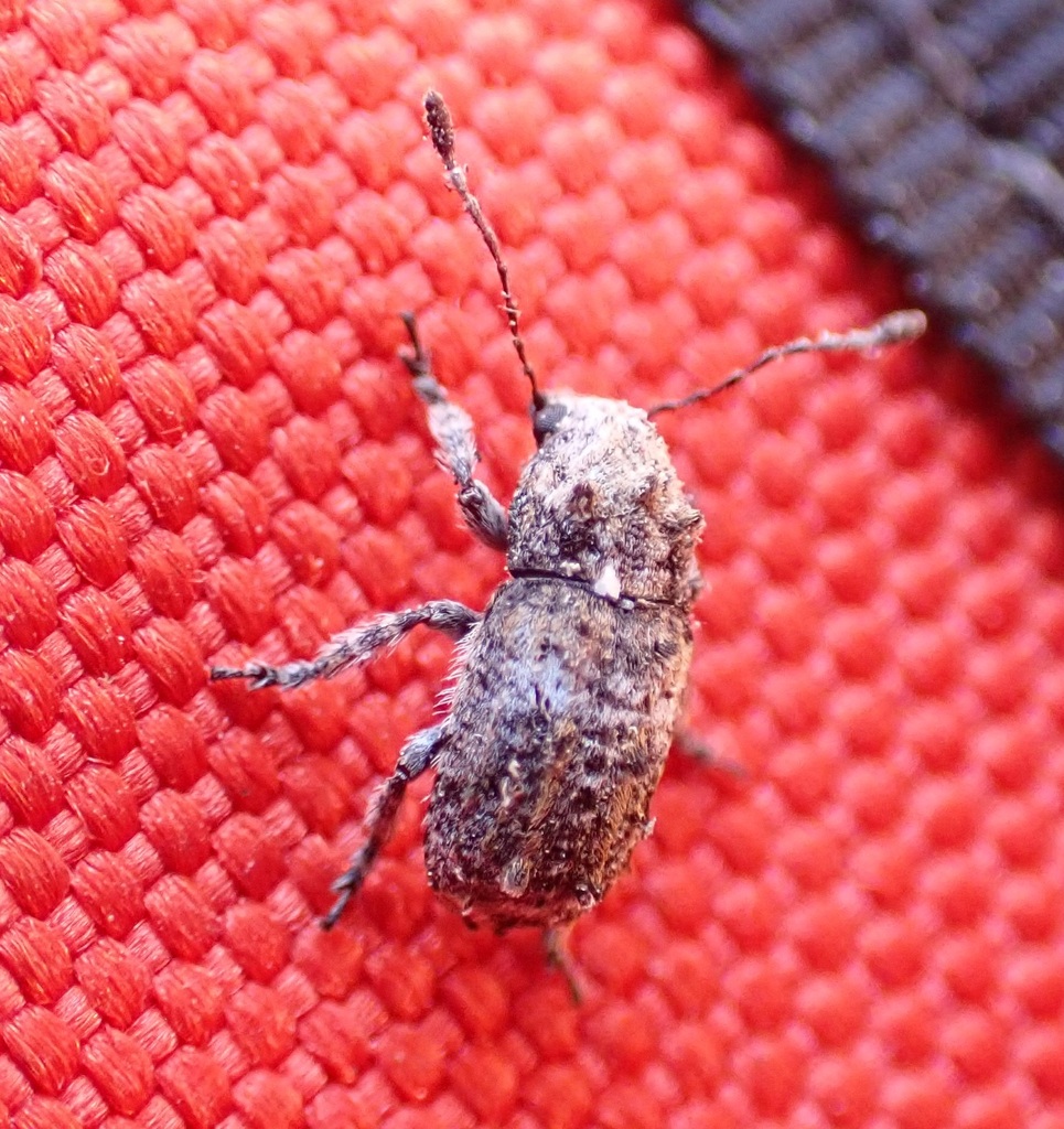 Toxonotus vagus