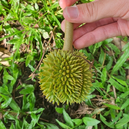 Durio zibethinus